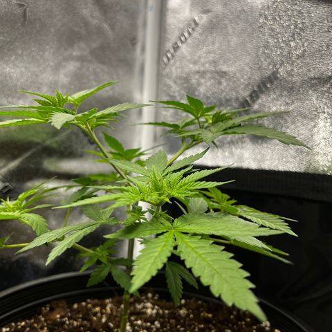 Gorilla Glue  growlog timeline photo