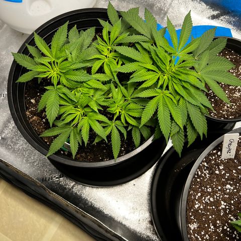 00 Kush growlog timeline photo