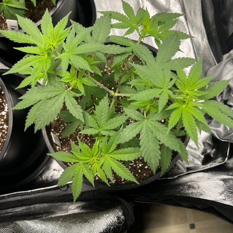 Gorilla Glue  growlog timeline photo