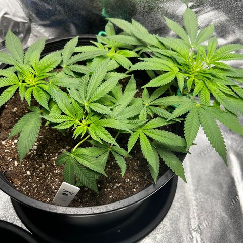 00 Kush growlog timeline photo
