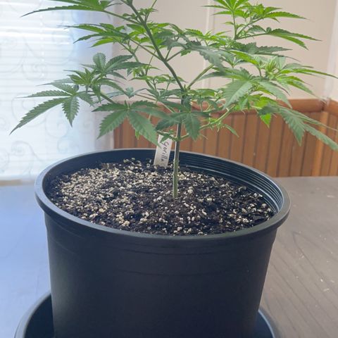 Gorilla Glue  growlog timeline photo