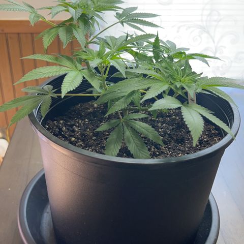 00 Kush growlog timeline photo