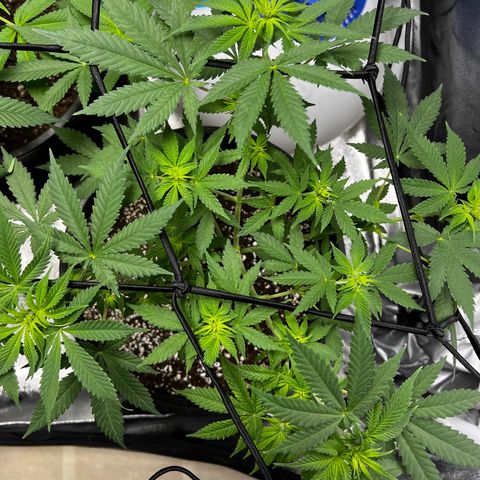 Gorilla Glue  growlog timeline photo