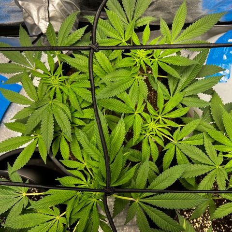 00 Kush growlog timeline photo