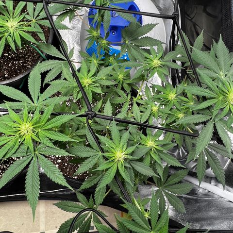 Gorilla Glue  growlog timeline photo