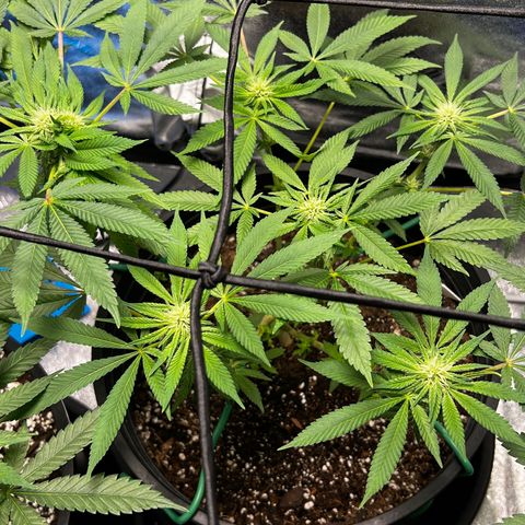 00 Kush growlog timeline photo