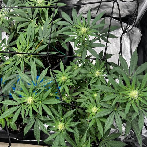 Gorilla Glue  growlog timeline photo