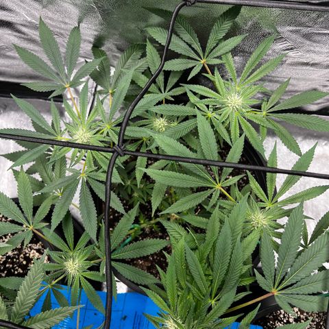00 Kush growlog timeline photo