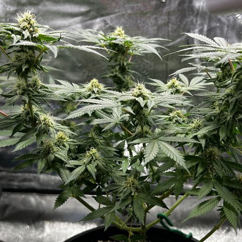 Gorilla Glue  growlog timeline photo