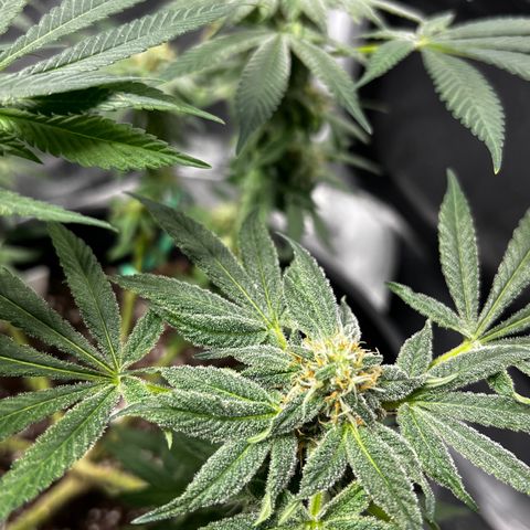 00 Kush growlog timeline photo