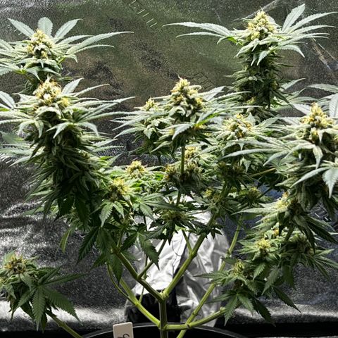 Gorilla Glue  growlog timeline photo