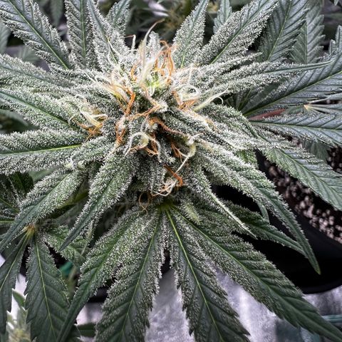 00 Kush growlog timeline photo