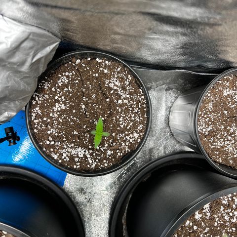 Gorilla growlog timeline photo