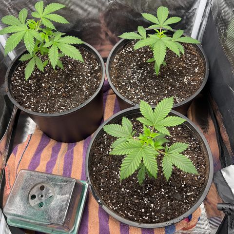 Gorilla growlog photo: Transfered to bigger pot