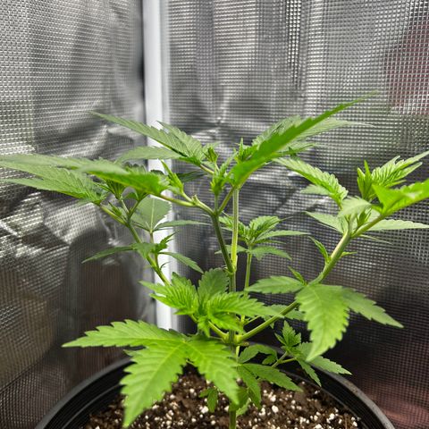 Gorilla growlog timeline photo