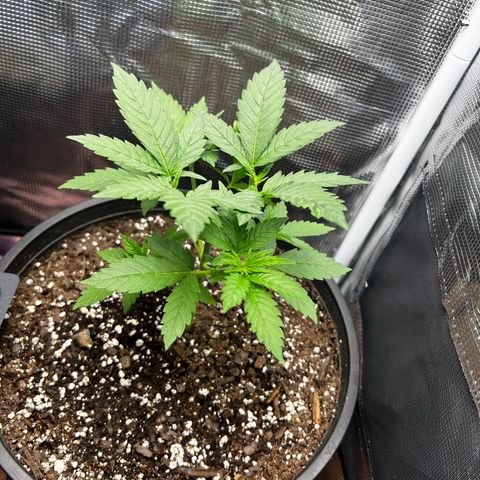 Gorilla growlog timeline photo