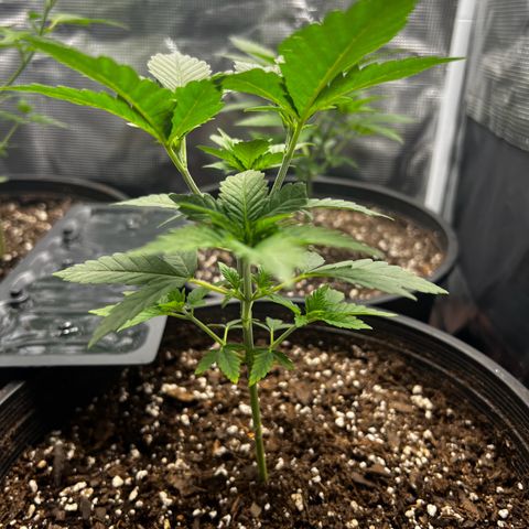 Gorilla growlog timeline photo
