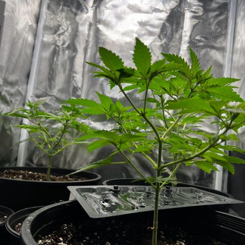 Gorilla growlog timeline photo