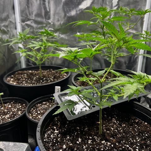 Gorilla growlog timeline photo