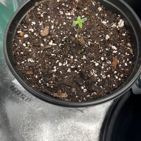 Purple Punch growlog timeline photo