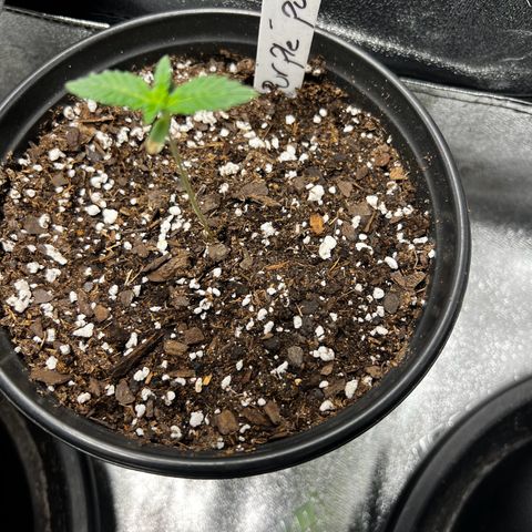 Purple Punch growlog timeline photo