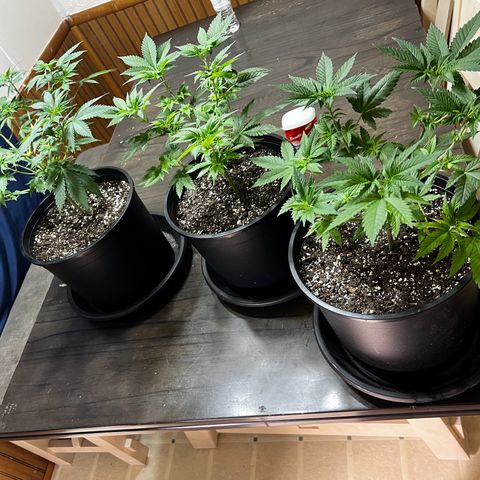 Gorilla growlog timeline photo
