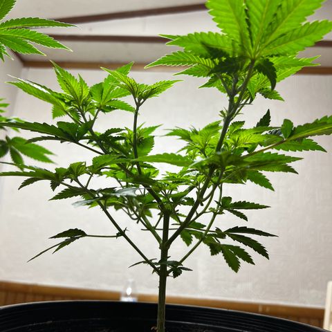 Gorilla growlog timeline photo