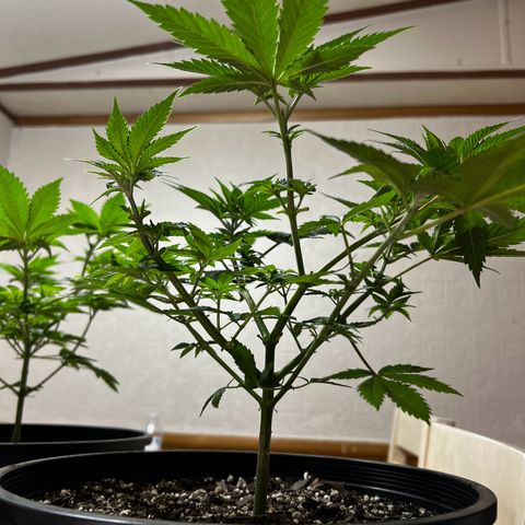 Gorilla growlog timeline photo