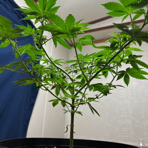 Gorilla growlog timeline photo