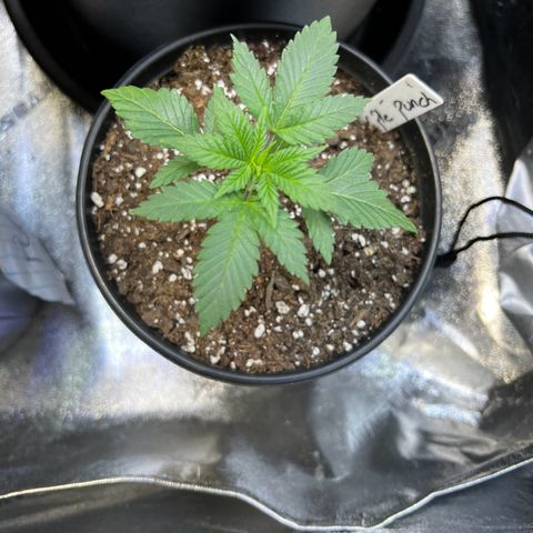 Purple Punch growlog timeline photo