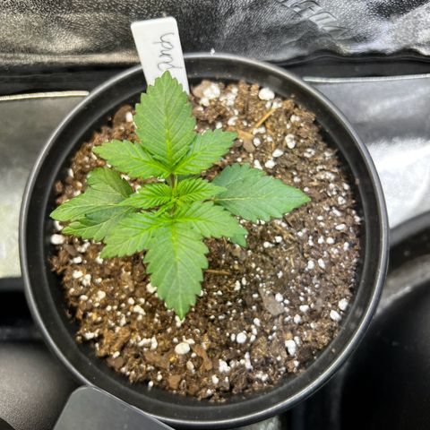 Purple Punch growlog timeline photo