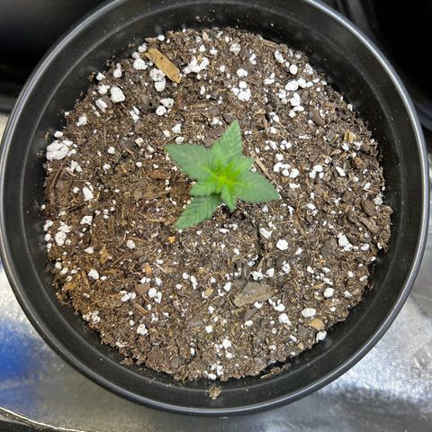 Purple Punch growlog timeline photo