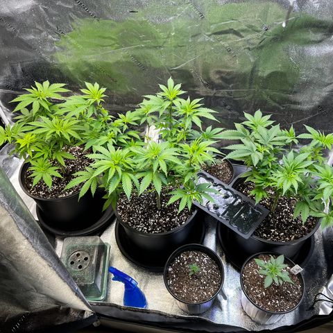 Gorilla growlog timeline photo