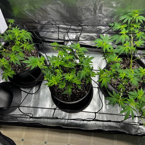 Gorilla growlog timeline photo