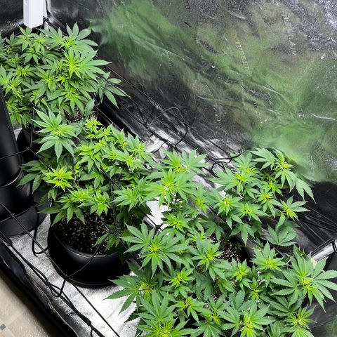 Gorilla growlog timeline photo