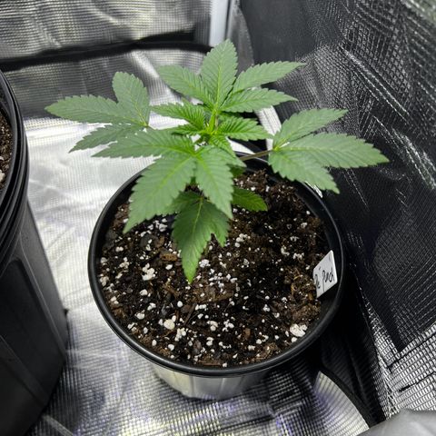 Purple Punch growlog timeline photo