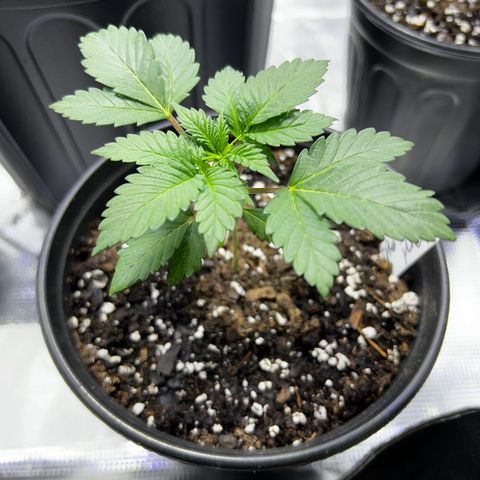 Purple Punch growlog timeline photo