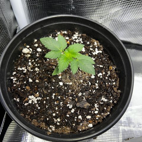 Purple Punch growlog timeline photo