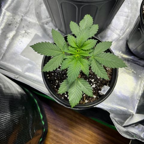 Purple Punch growlog timeline photo