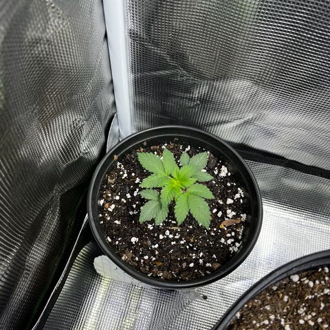 Purple Punch growlog timeline photo