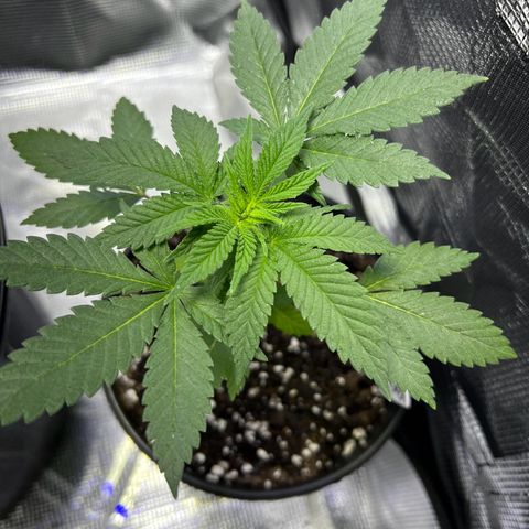 Purple Punch growlog timeline photo