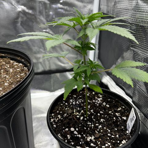 Purple Punch growlog timeline photo