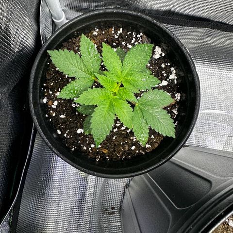 Purple Punch growlog timeline photo