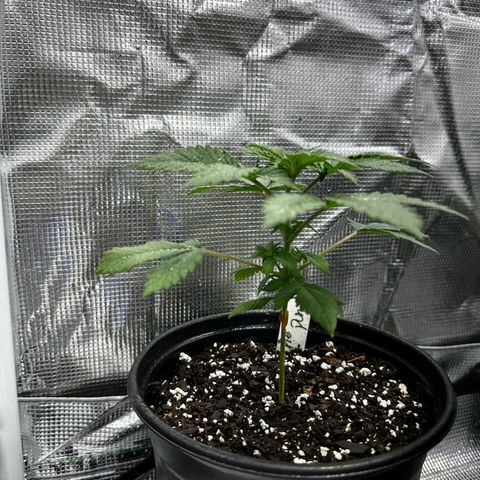Purple Punch growlog timeline photo