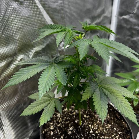 Purple Punch growlog timeline photo