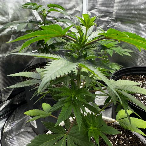 Purple Punch growlog timeline photo