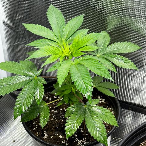Purple Punch growlog timeline photo