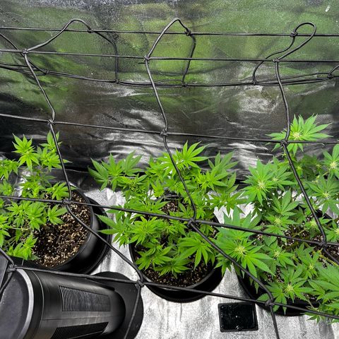 Gorilla growlog timeline photo