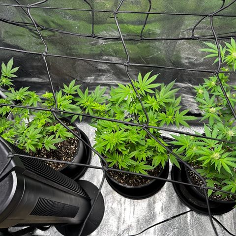 Gorilla growlog timeline photo