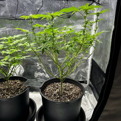 Gorilla growlog timeline photo